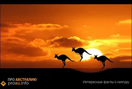 Интересни факти за кенгуруто - около Австралия