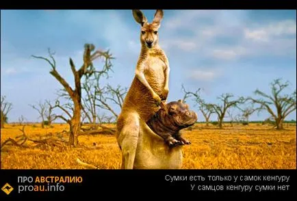 Интересни факти за кенгуруто - около Австралия