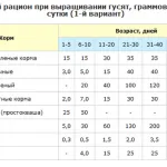 Как и какво да се хранят гъските в първите дни и седмици на съдържание живот и подробно в дома