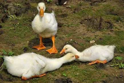 Как и какво да се хранят гъските в първите дни и седмици на съдържание живот и подробно в дома