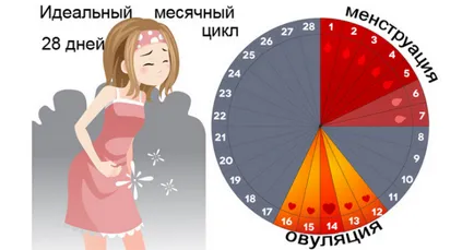 Кои хормонални хапчета увеличават гърдите