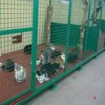 Как да се отървем от котенцата - котка свят