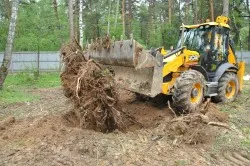Как да се отървем от корените на дърветата в сайта