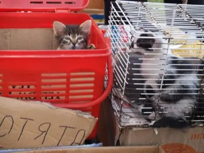 Как да се отървем от котенцата - котка свят