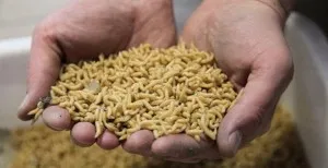 Както лесно да растат червеи у дома Както лесно да растат червеи у дома