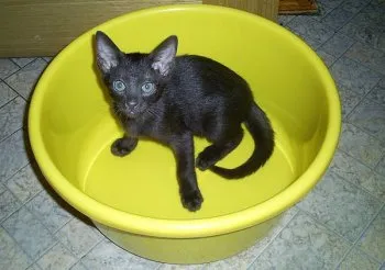 Как да се къпят коте