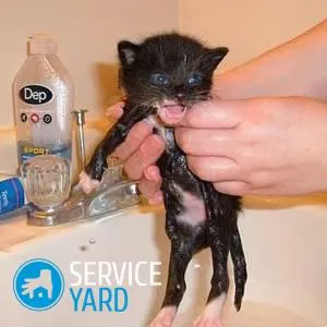 Как да се измие коте без рискове за него, serviceyard-комфорт на дома си в ръцете си (как да се мият коте) Как да се измие коте без рискове за него, serviceyard-комфорт на дома си на една ръка разстояние