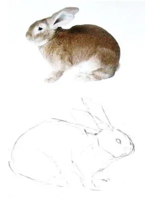 Как да нарисувате заек и заек оцветяване