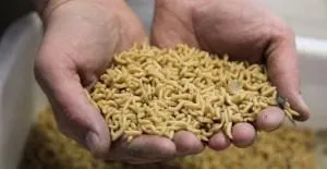 Как да се засадят личинки на куката правилно и как да расте и магазин у дома