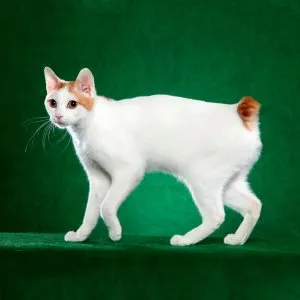 Как да общуваме с котката, котката Асистент (чат) Как да общуваме с котката, котката Асистент