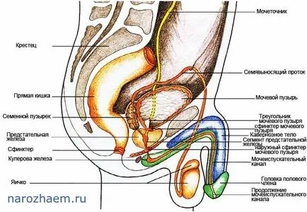 Какъв цвят е спермата се счита за нормално, проблемът на мъжки и женски стерилитет и методи за тяхното решаване
