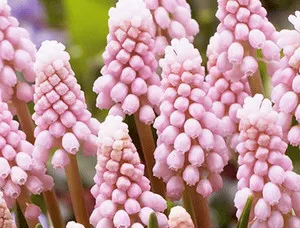 Как засаждане и грижи за Muscari в страната (снимки на сортове)