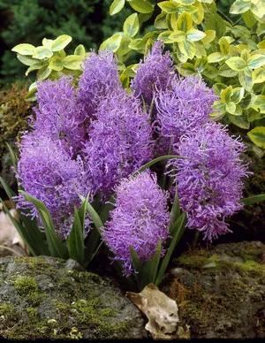 Как засаждане и грижи за Muscari в страната (снимки на сортове)