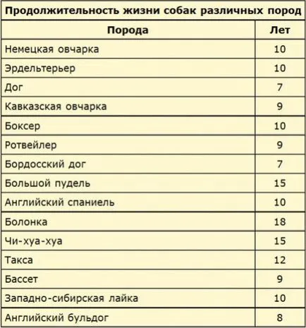 Как да се определи възрастта на кучето на кучето - списание куче