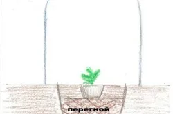 Отглеждане дини