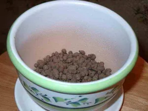 Отглеждане минзухар