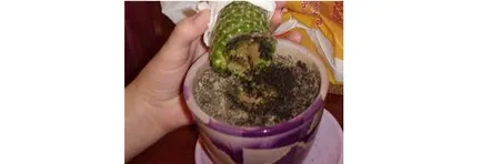 Как да се грижим за кактуси