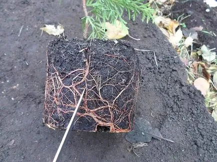 Как да се засадят туя от резници