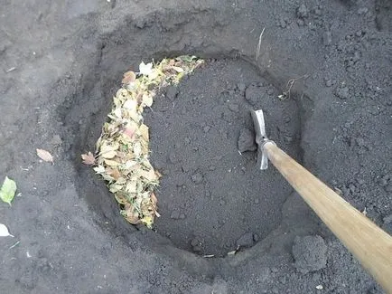 Как да се засадят туя от резници