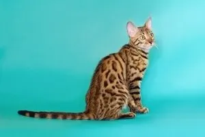 Как да отвикне котка територия марка народни средства, помощник на котката