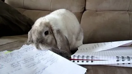 Как да се отбие заекът гризат всичко