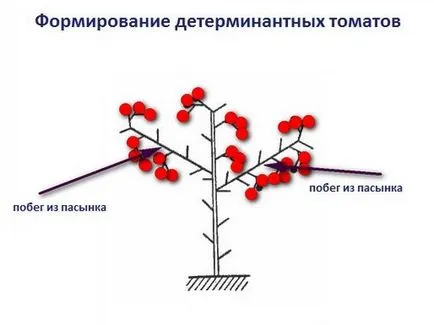 Как щипка домати