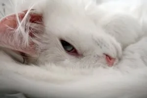 Както е преведено, котките, нашите кучета и котки (котки) Както преведени, котките, нашите кучета и котки