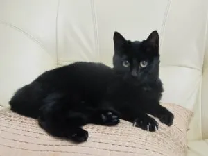 Както е преведено, котките, нашите кучета и котки (ни) Както преведени, котките, нашите кучета и котки