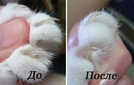 Как да отрежа ноктите котка или котенце вкъщи