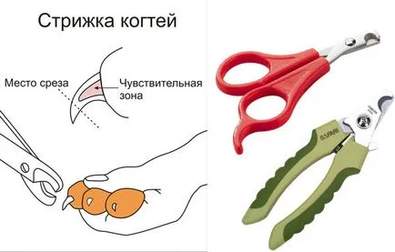 Как да отрежа ноктите котка или котенце вкъщи