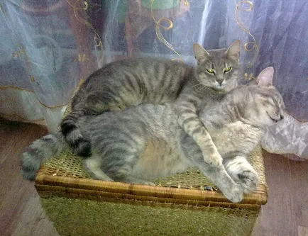 Как да направите приятели котки - начин да станем приятели домашни котки (котки) Как да станем приятели котки - котки начин да станат приятели у дома