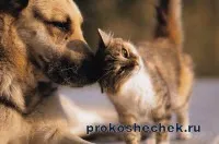 Как да разберем котки