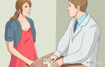 Как да хванете изгубено коте