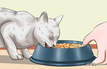 Как да хванете изгубено коте