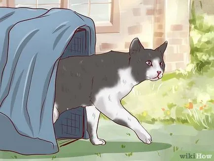 Как да хванете изгубено коте