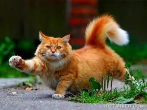 Как да запазим котката у дома, в света на котки и кучета
