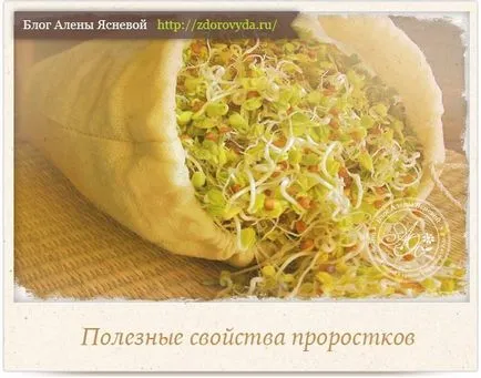 Как да покълне пшеница описание -а и снимка
