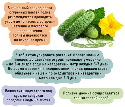 Как правилно да се напоява краставици съвети от опитни градинари
