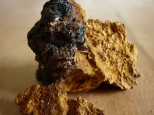 Как да варя бреза гъби Chaga