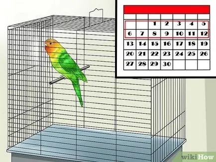 Как да се справите папагалчетата