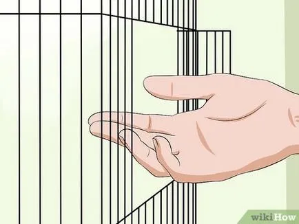 Как да се справите папагалчетата