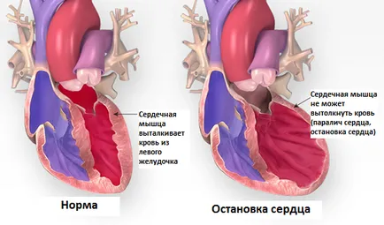 Как сърцето работи