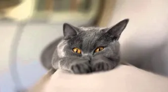 Cnitsya котка с котенца
