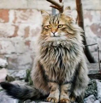 Cnitsya котка с котенца