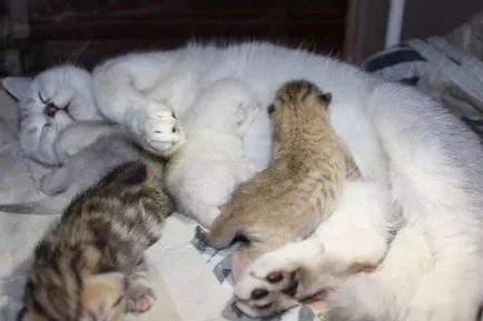 Cnitsya котка с котенца Cnitsya котка с котенца