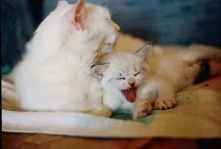 Cnitsya котка с котенца