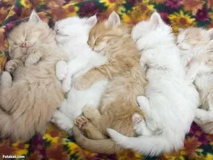 Cnitsya котка с котенца