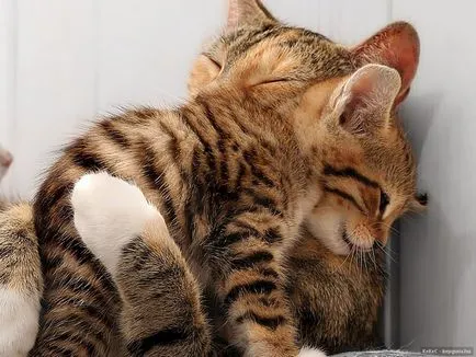 Cnitsya котка с котенца