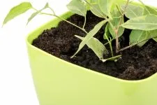 Как да се разпространяват на Ficus в дома начини за сядане (умножение) Как да се разпространяват на Ficus в дома начини за сядане