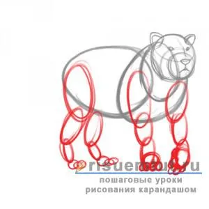 Как да се направи молив тигър постепенно - съставя тук (на етапи) Как да се направи молив тигър постепенно - съставя тук